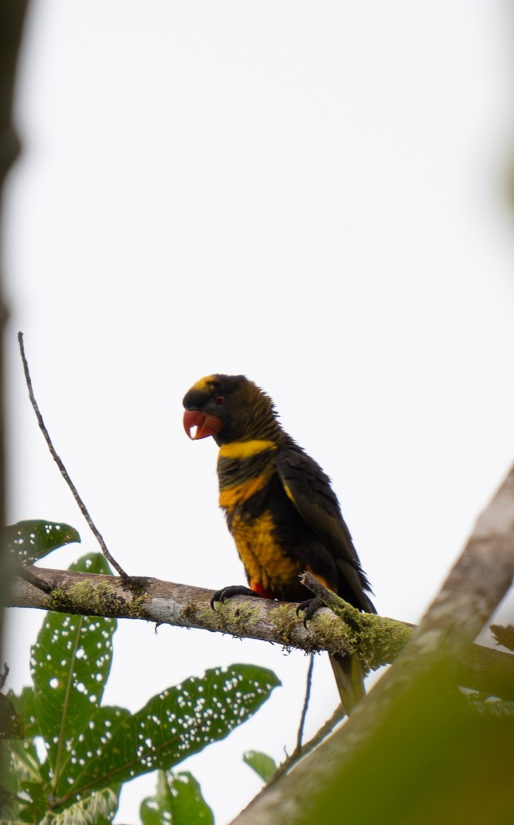 Dusky Lory - ML626903821
