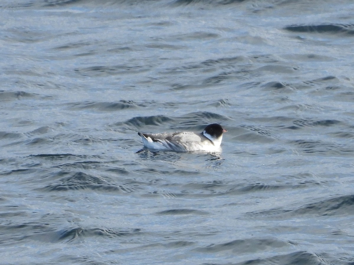 Guillemot à cou blanc - ML626903870