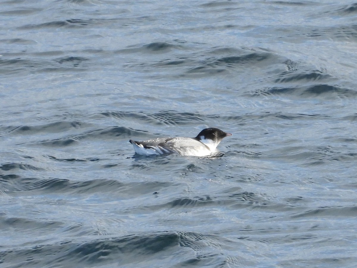 Guillemot à cou blanc - ML626903916