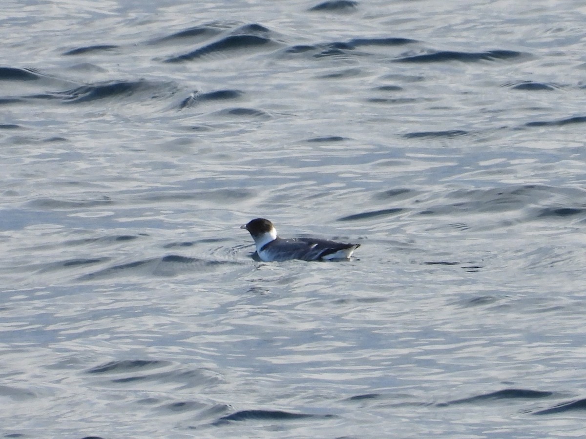 Guillemot à cou blanc - ML626903975