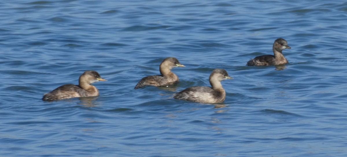 Little Grebe - ML626903992