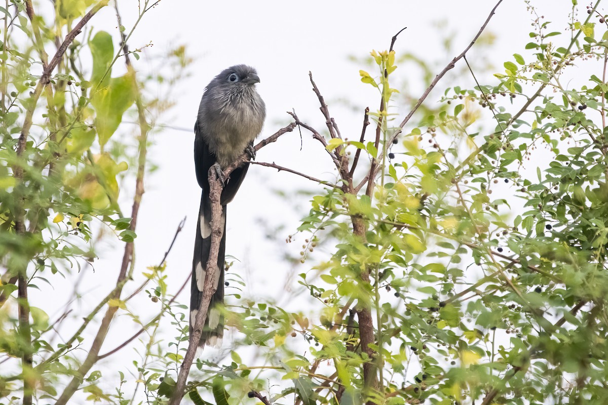 Blue-faced Malkoha - ML626903997