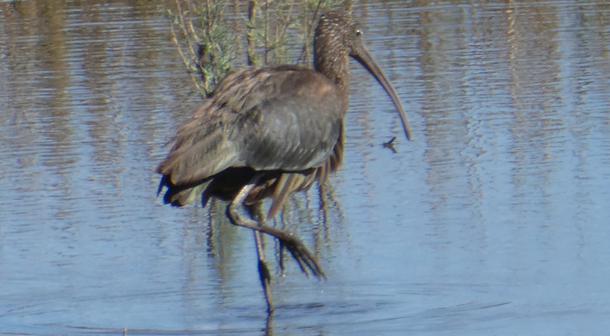Glossy Ibis - ML626904010