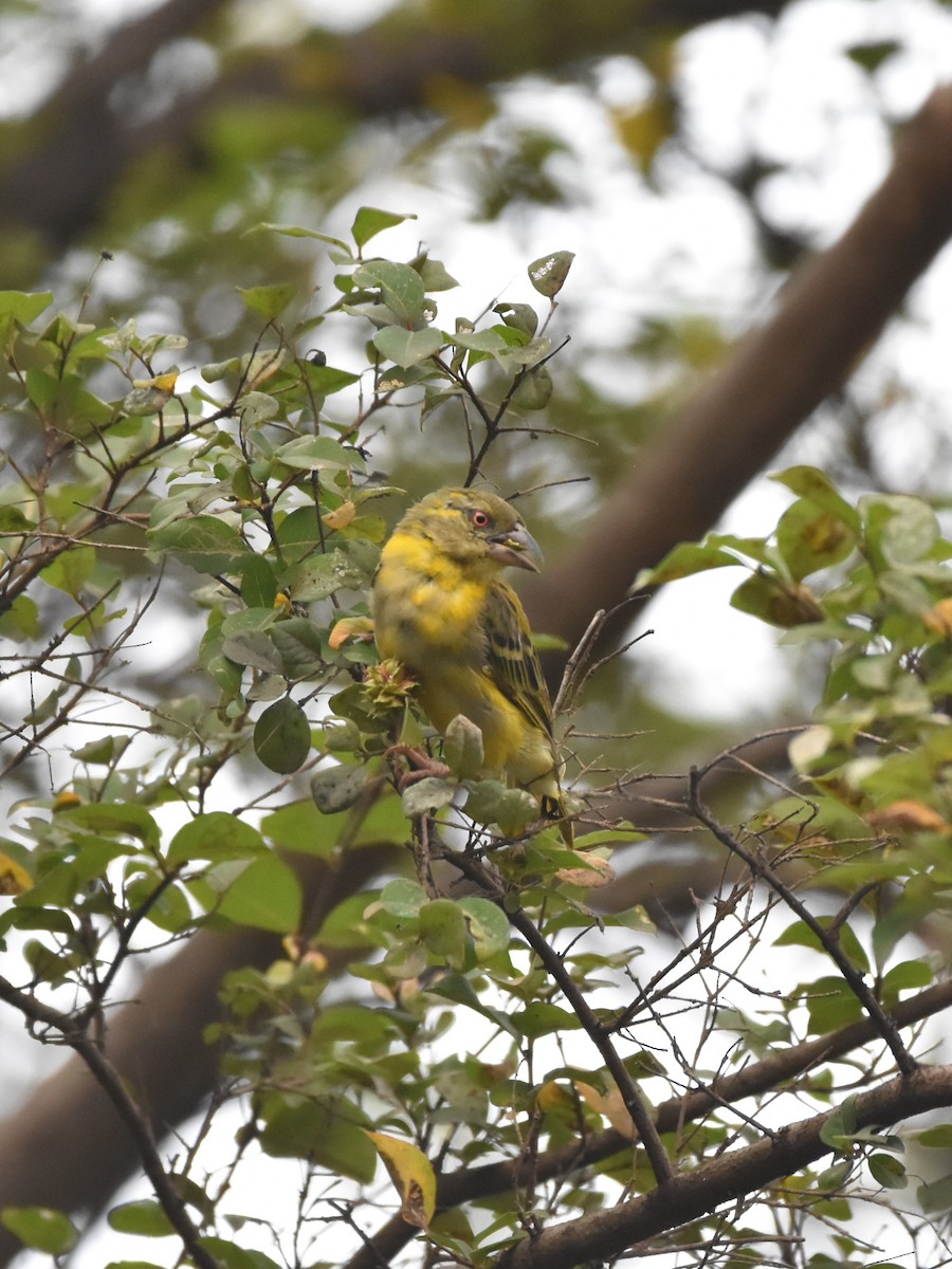 Rüppell's Weaver - ML626904122