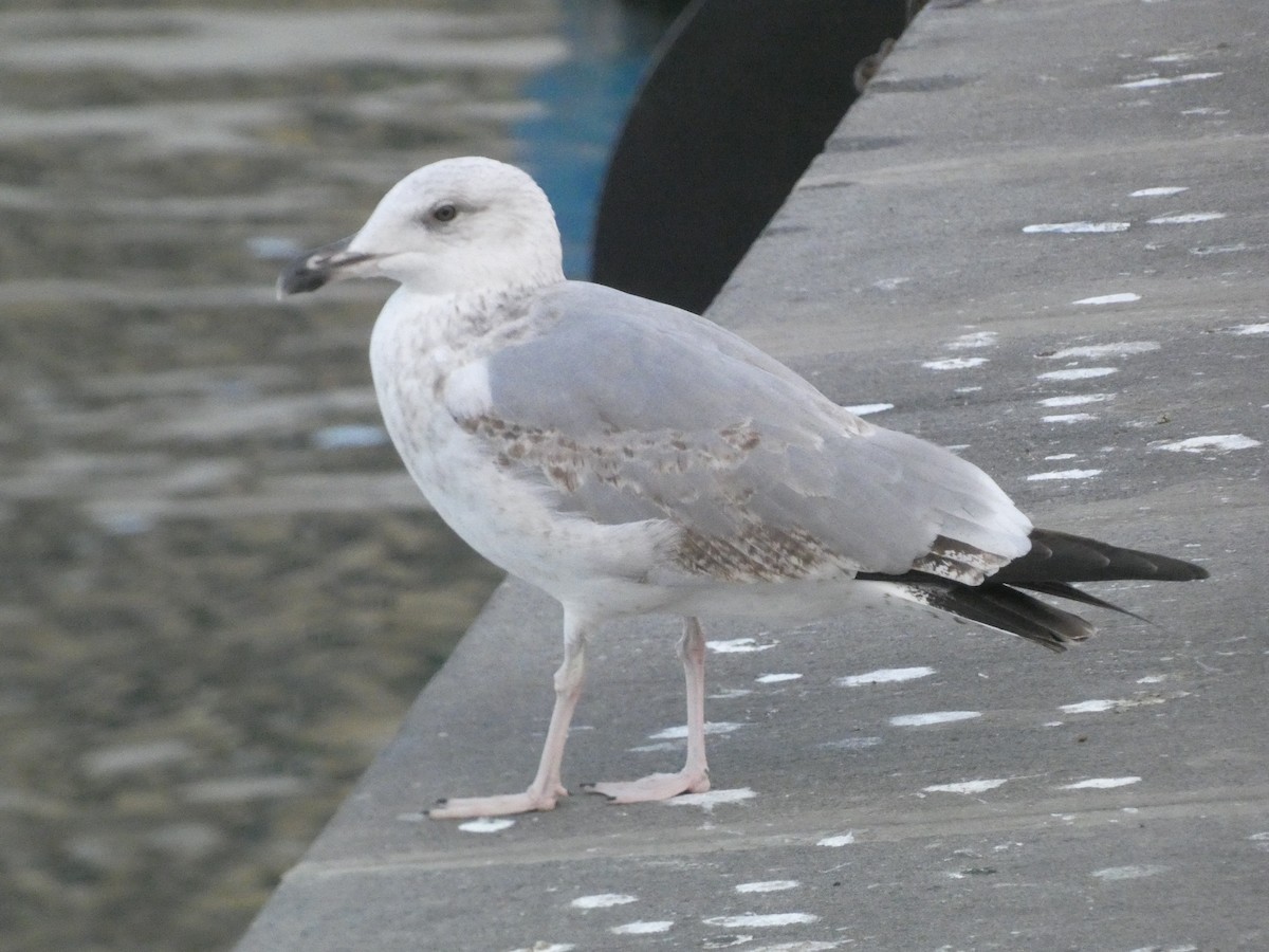 Yellow-legged Gull - ML626904127