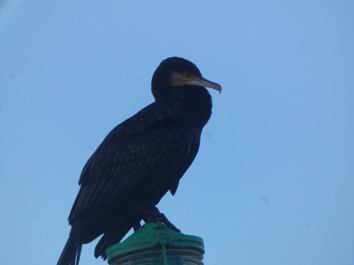 Great Cormorant (Eurasian) - ML626904142