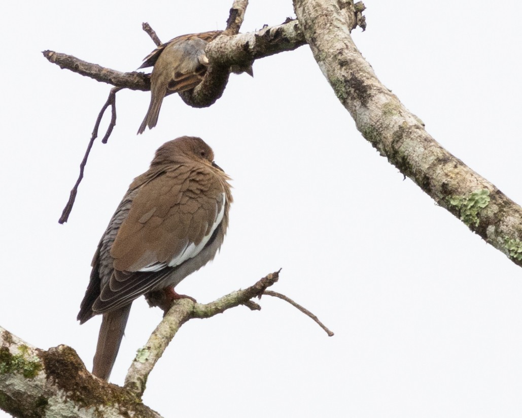 White-winged Dove - ML626904143