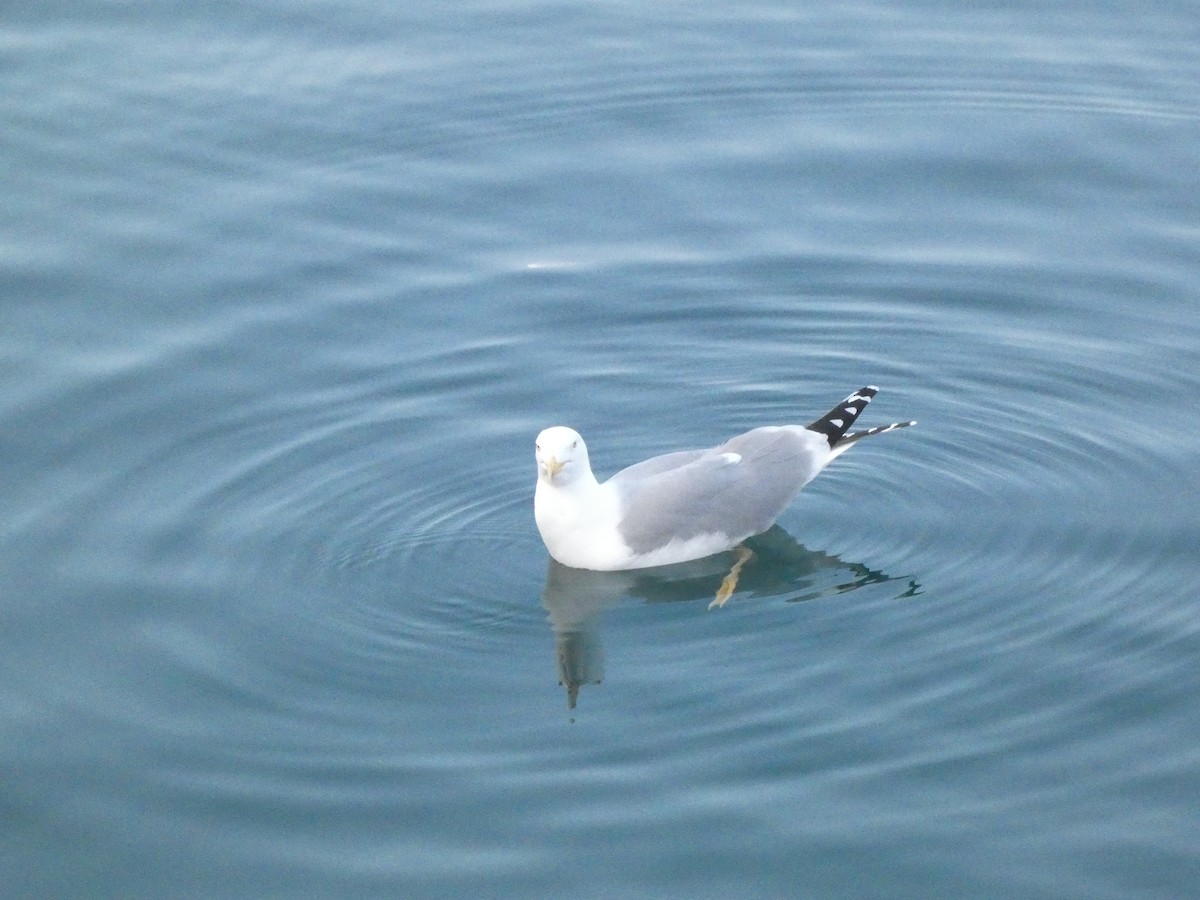 Yellow-legged Gull - ML626904144