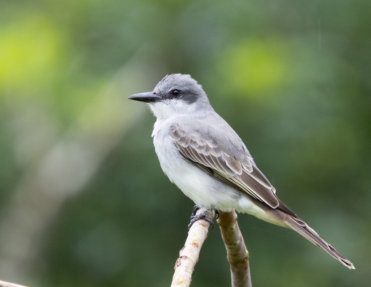 Gray Kingbird - ML626904206