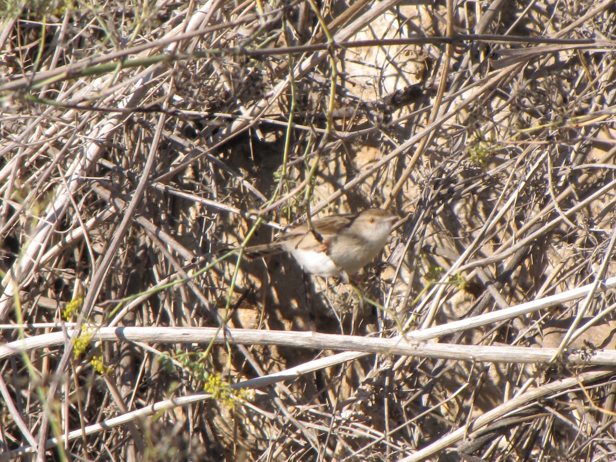 Graceful Prinia - ML626904288