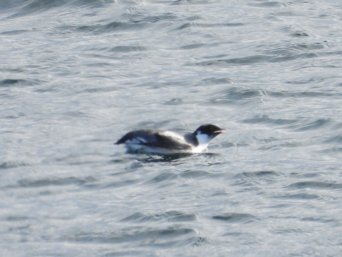 Guillemot à cou blanc - ML626904418
