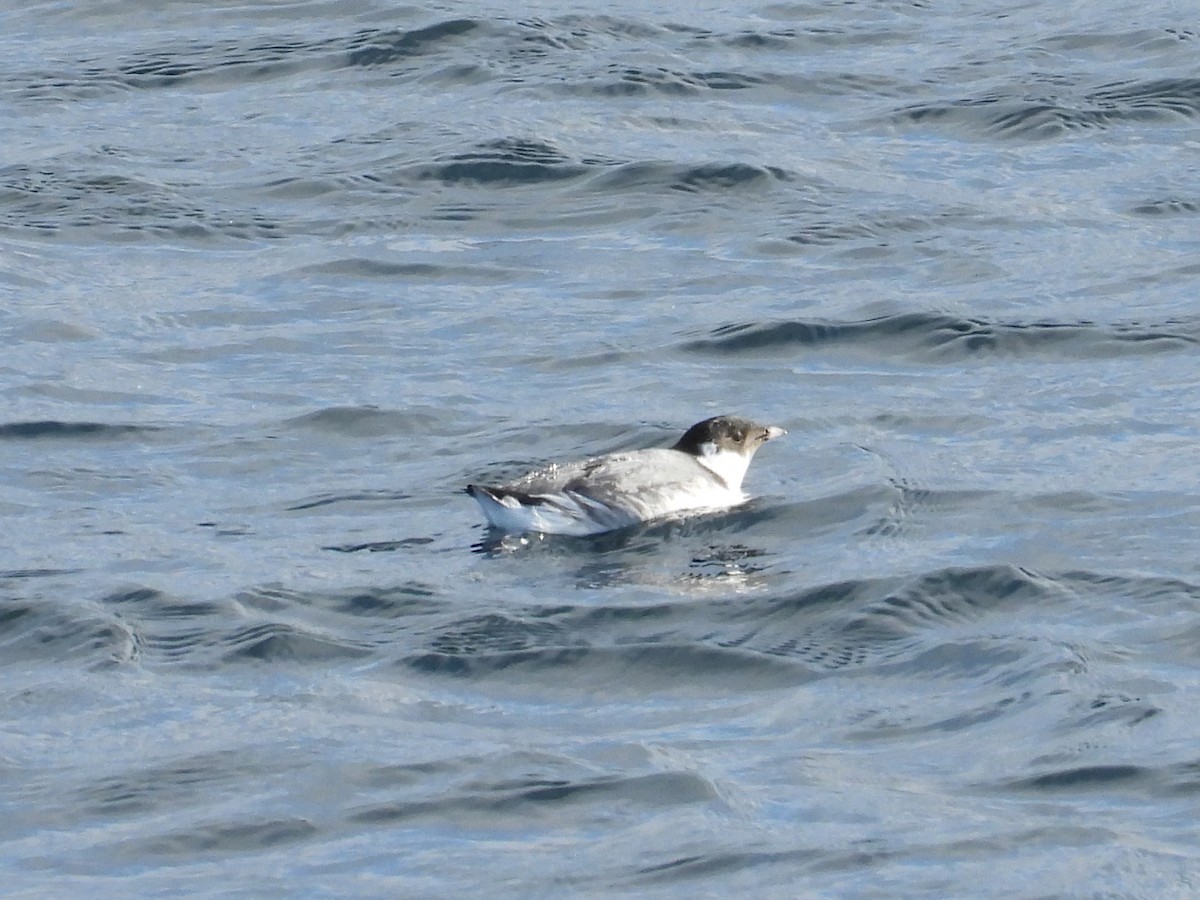 Guillemot à cou blanc - ML626904480