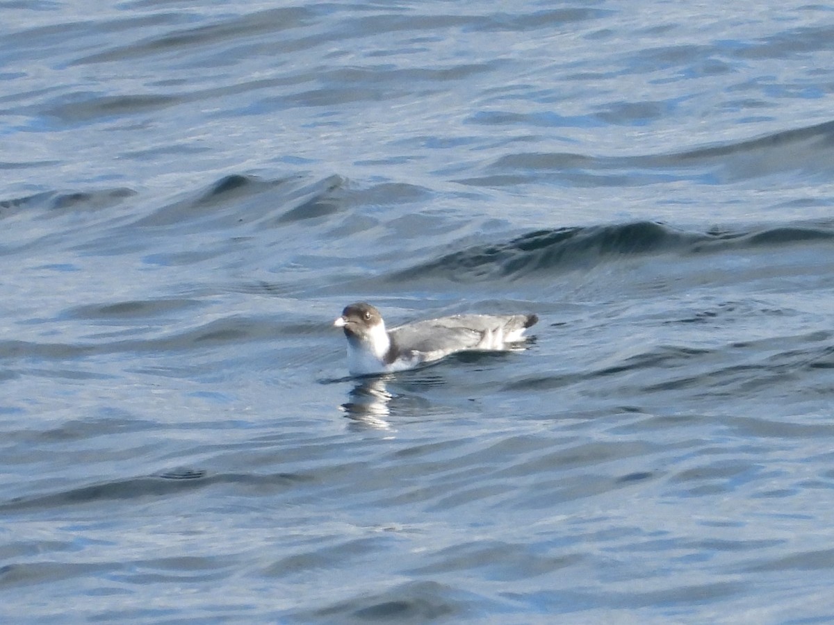 Guillemot à cou blanc - ML626904537