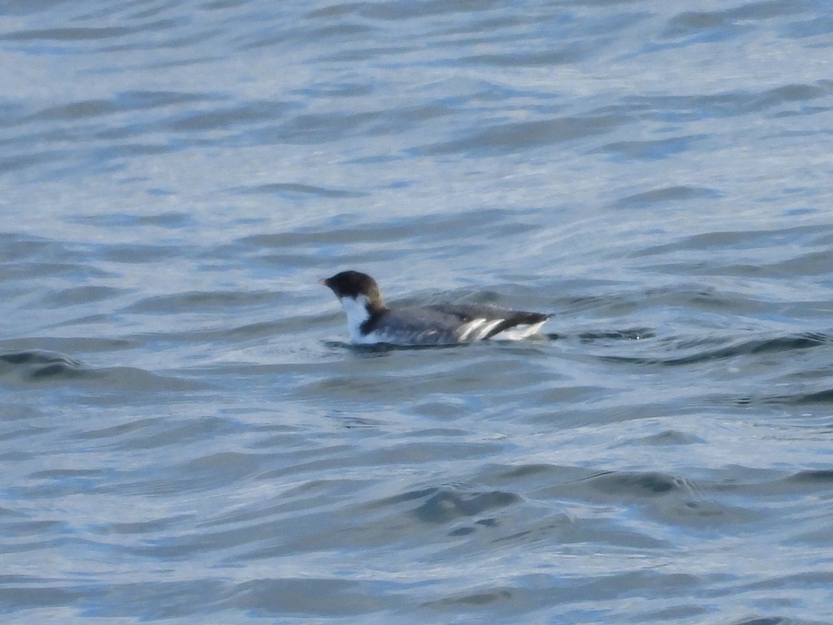 Guillemot à cou blanc - ML626904565
