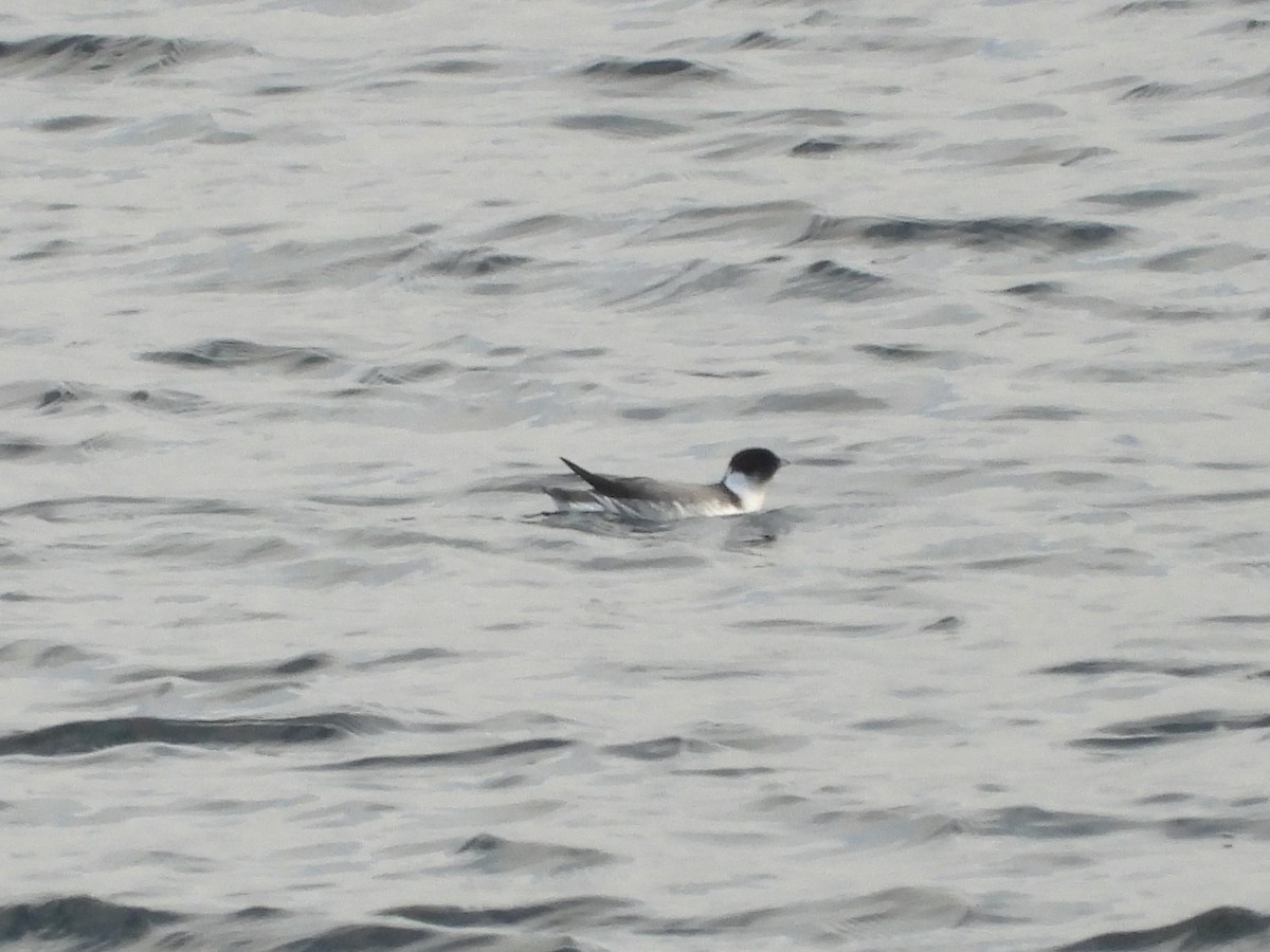 Guillemot à cou blanc - ML626904627