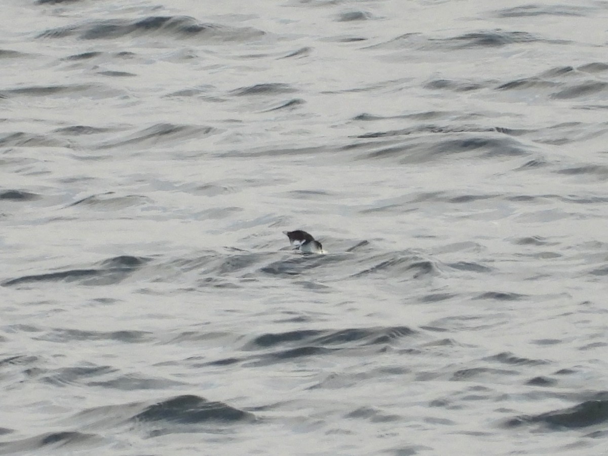 Guillemot à cou blanc - ML626904668