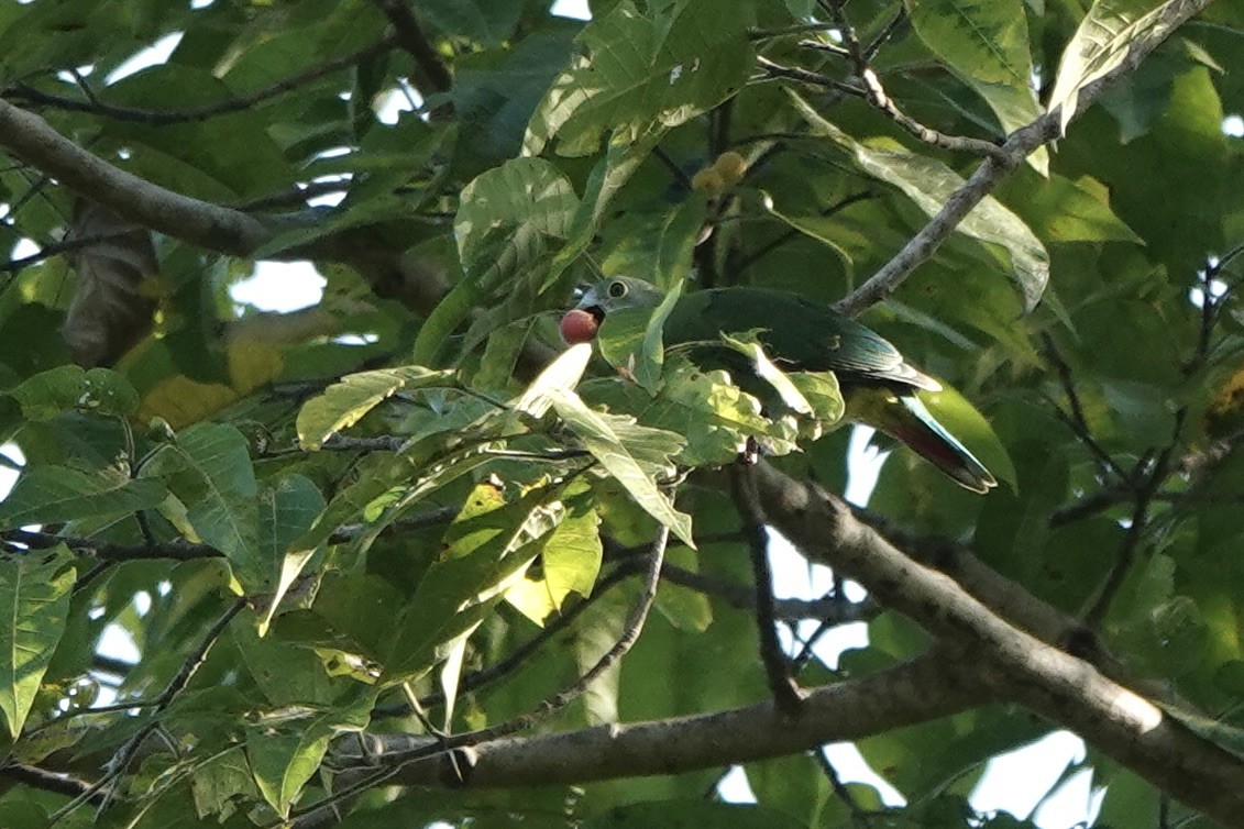Black-naped Fruit-Dove - ML626904677
