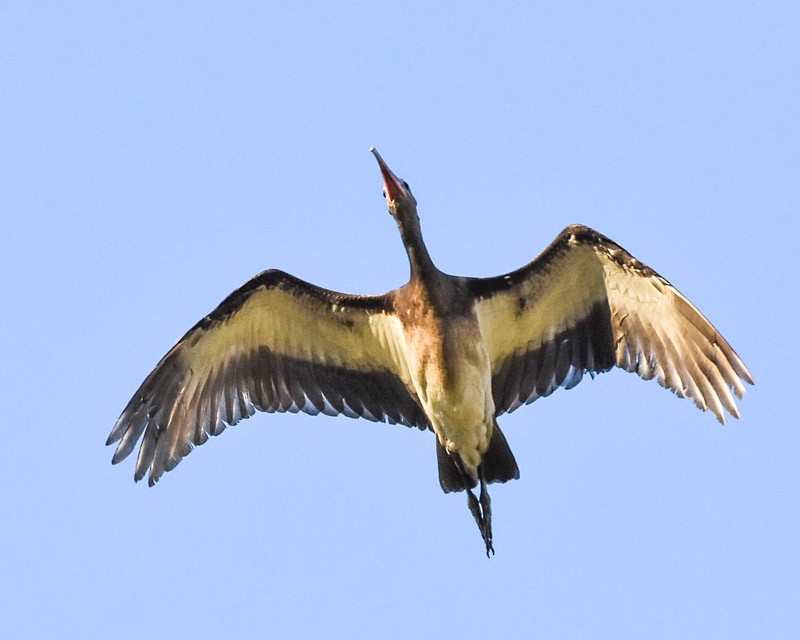 ibis bílý - ML62690471