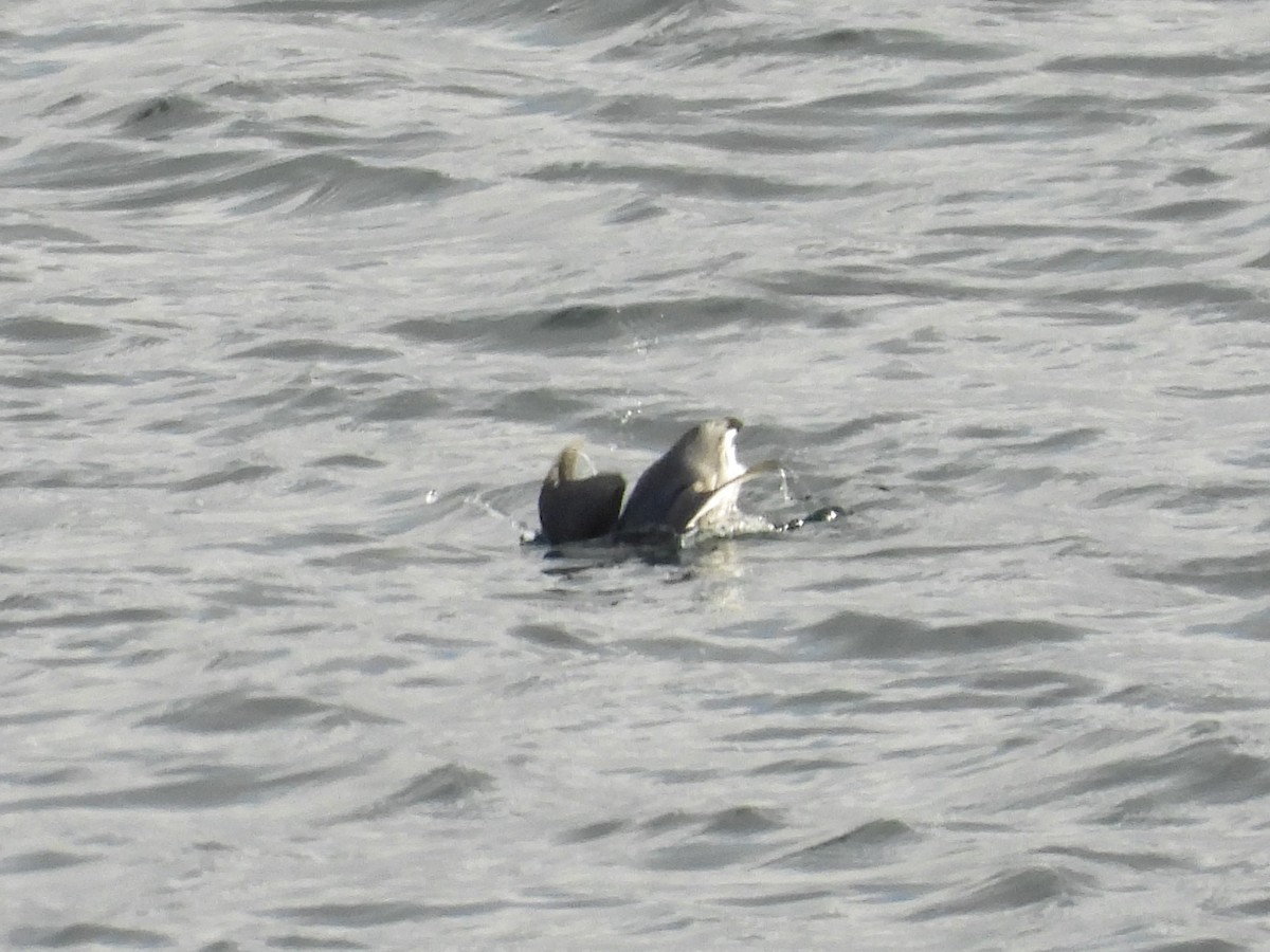 Guillemot à cou blanc - ML626904712
