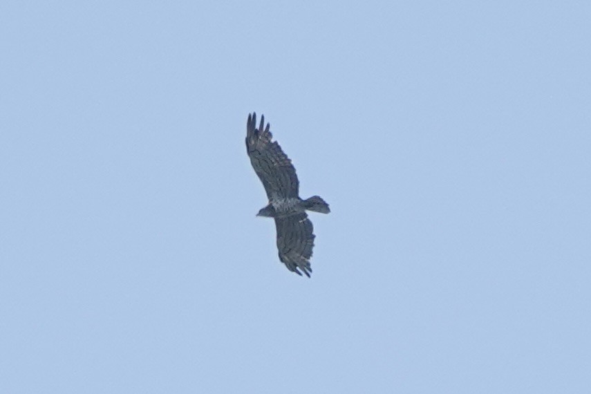 Short-toed Snake-Eagle - ML626904723