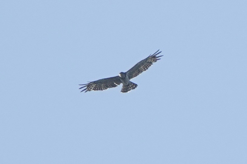Short-toed Snake-Eagle - ML626904724