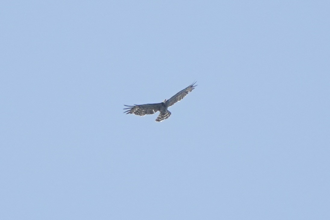 Short-toed Snake-Eagle - ML626904725