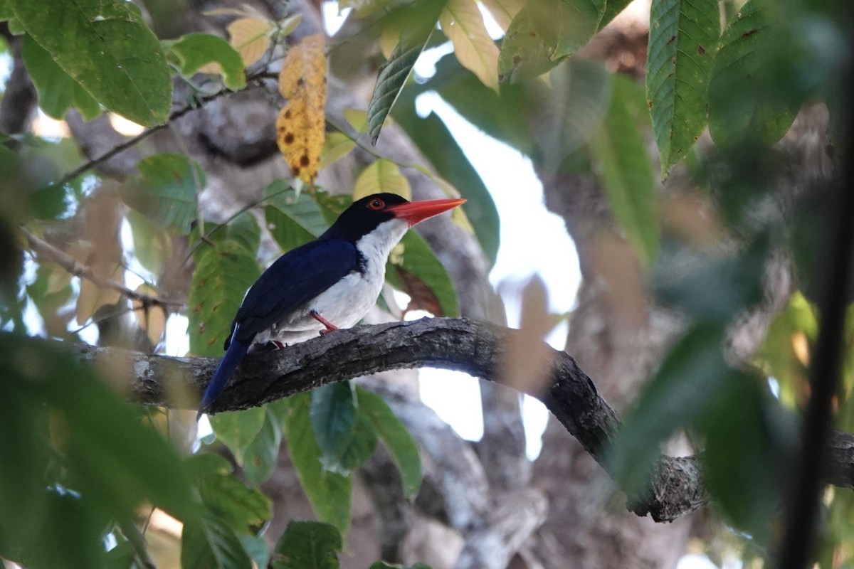 White-rumped Kingfisher - ML626904738