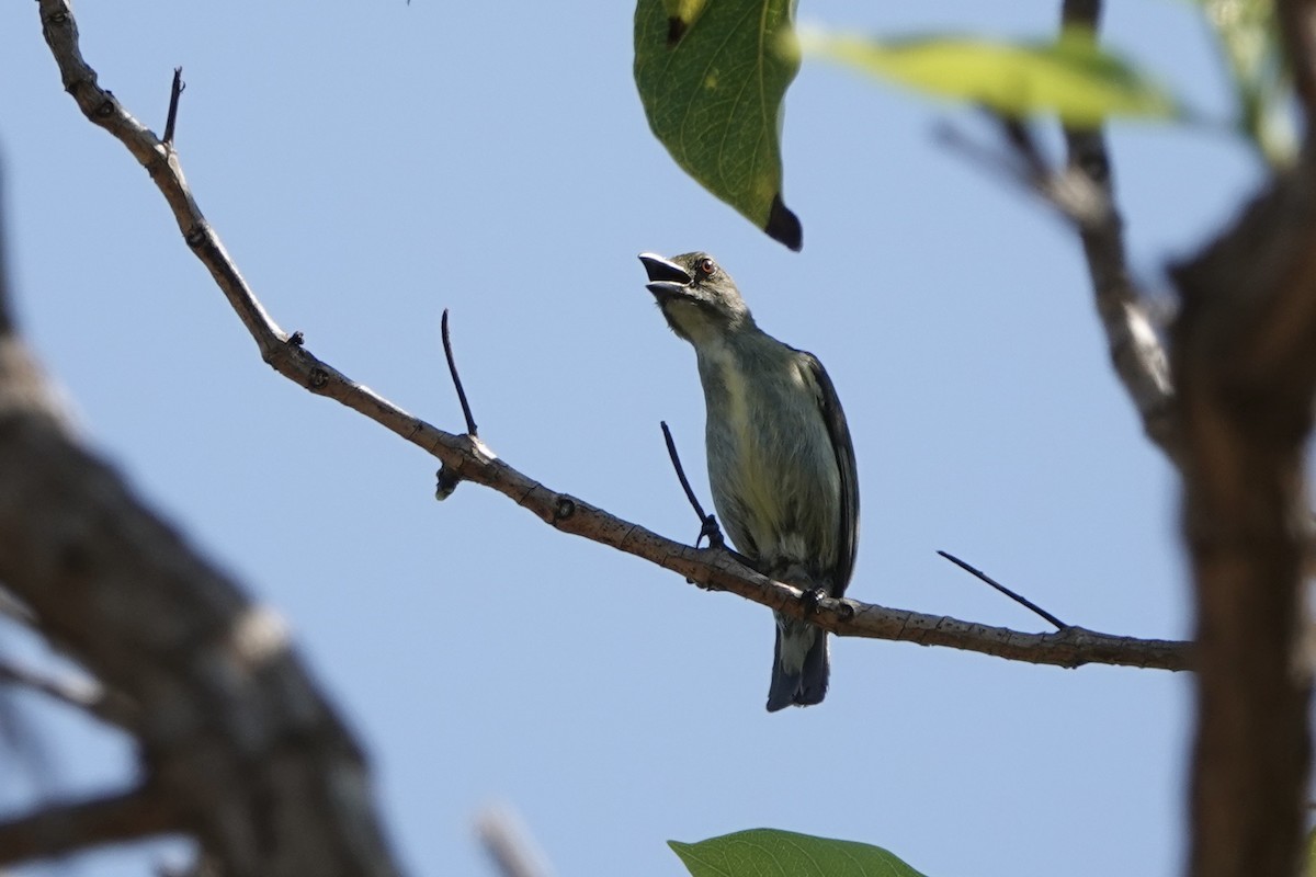 Golden-rumped Flowerpecker - ML626904820