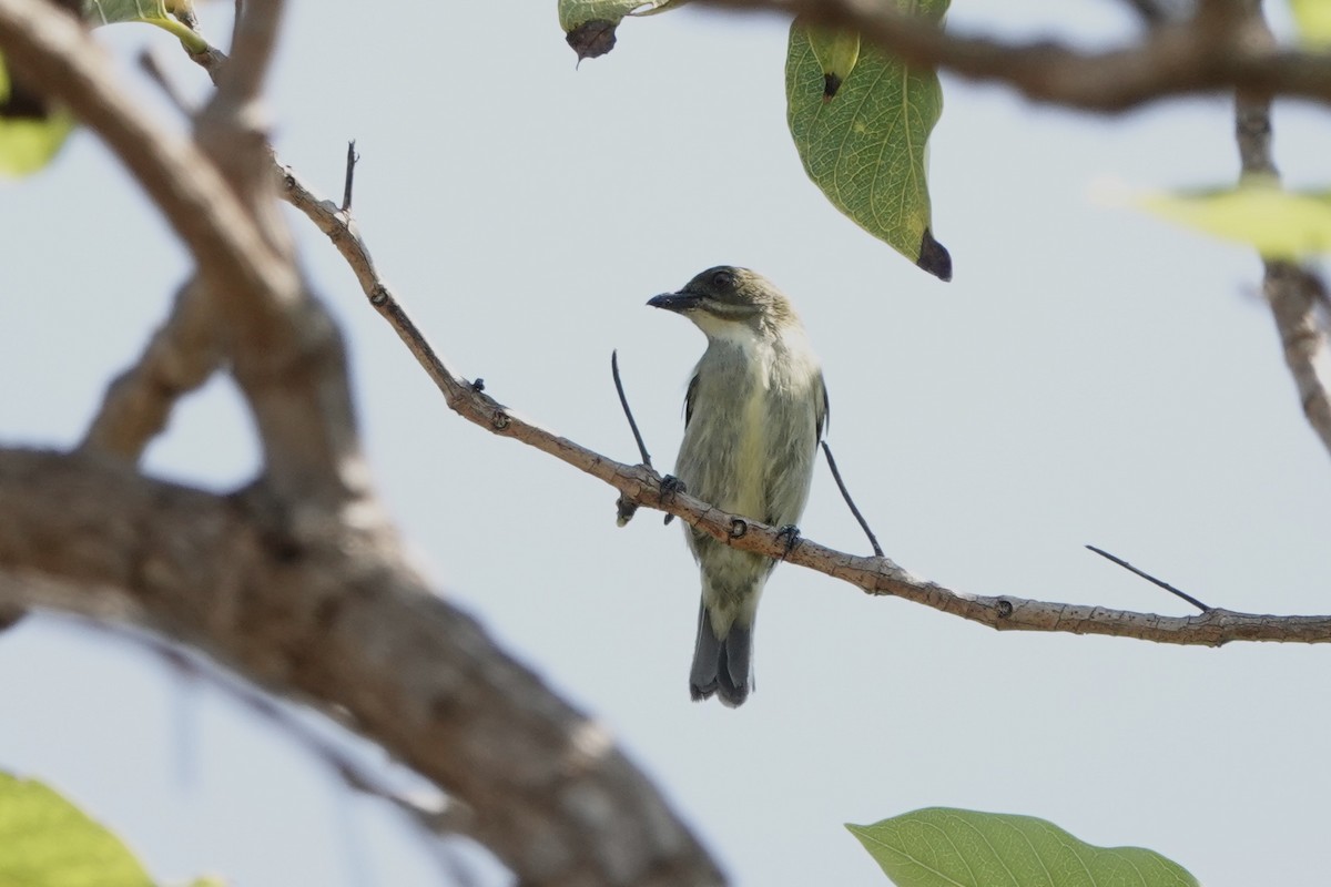 Golden-rumped Flowerpecker - ML626904821
