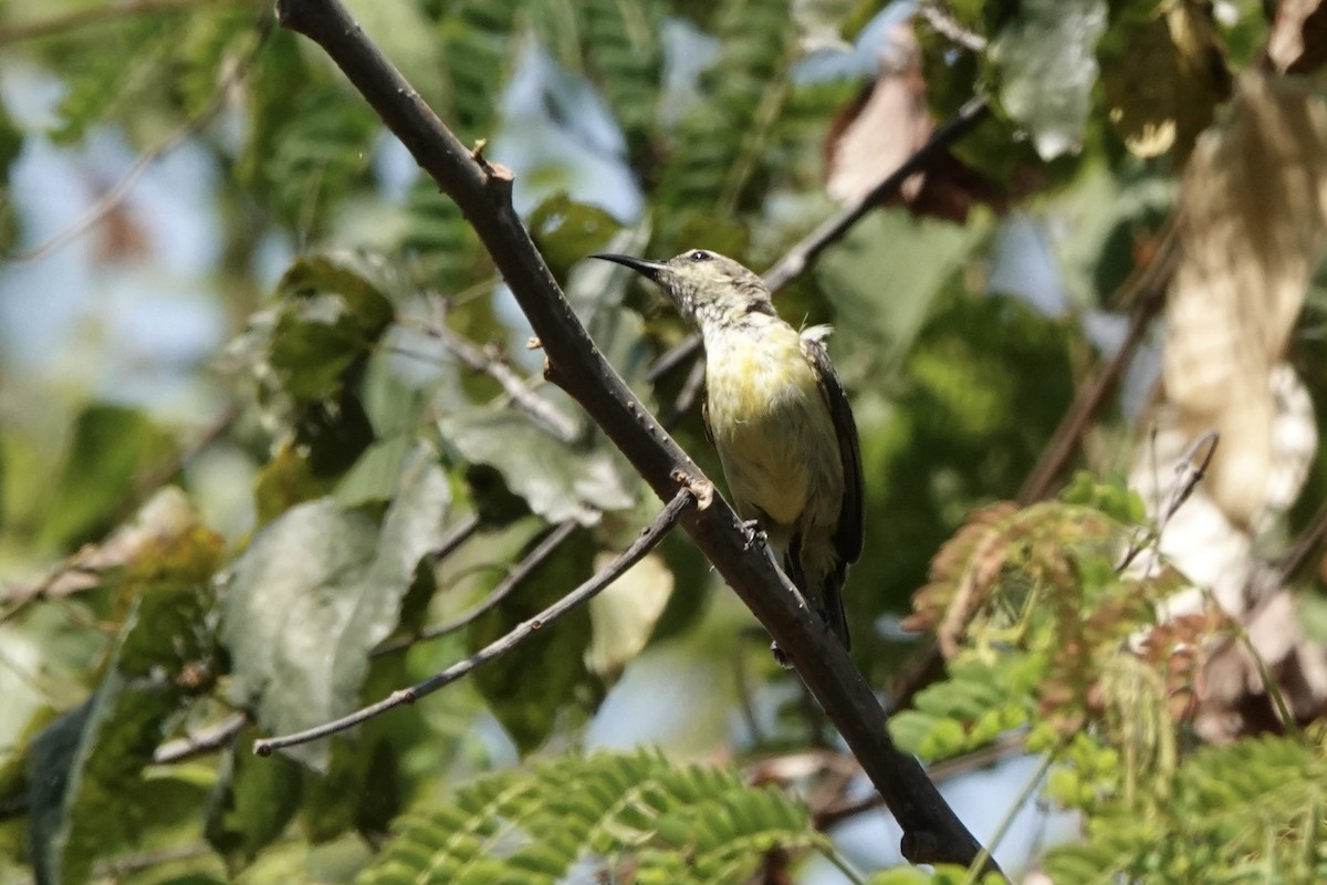 Flame-breasted Sunbird - ML626904846