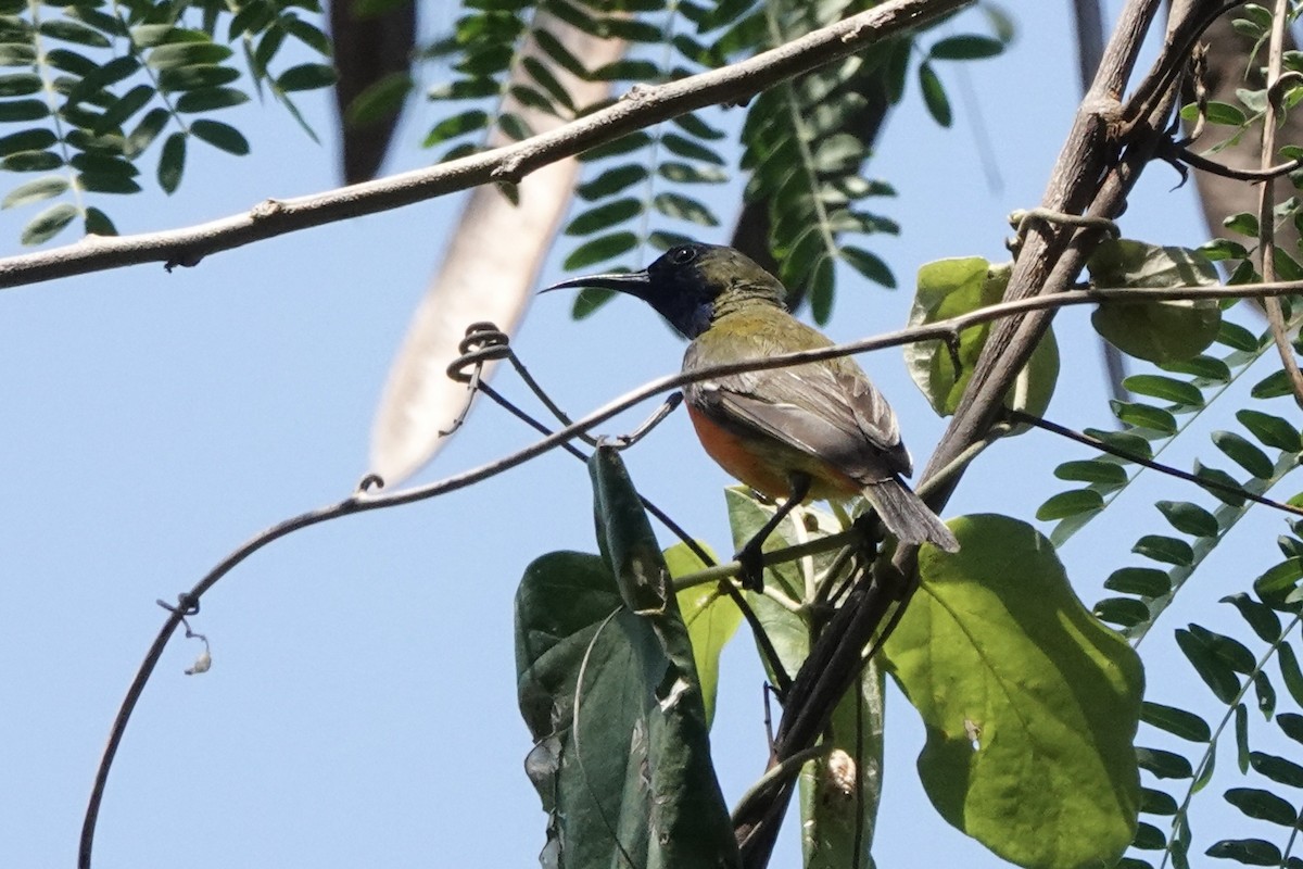 Flame-breasted Sunbird - ML626904847