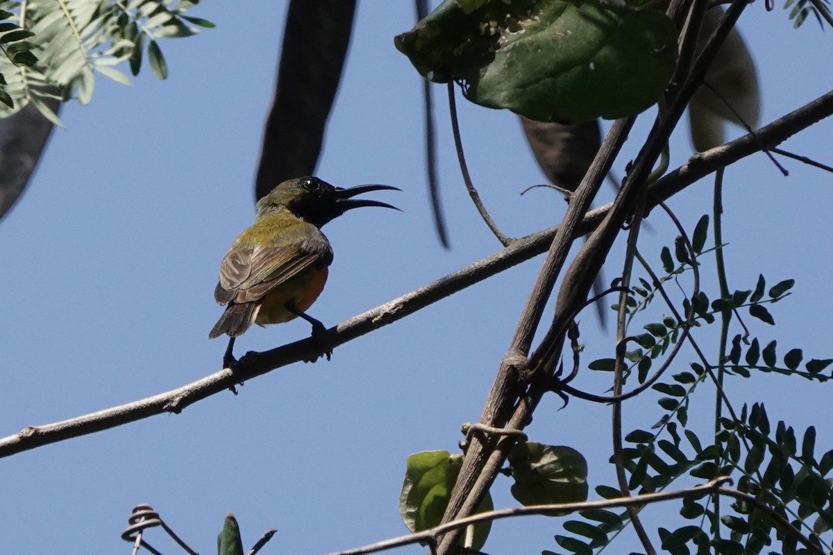 Flame-breasted Sunbird - ML626904848