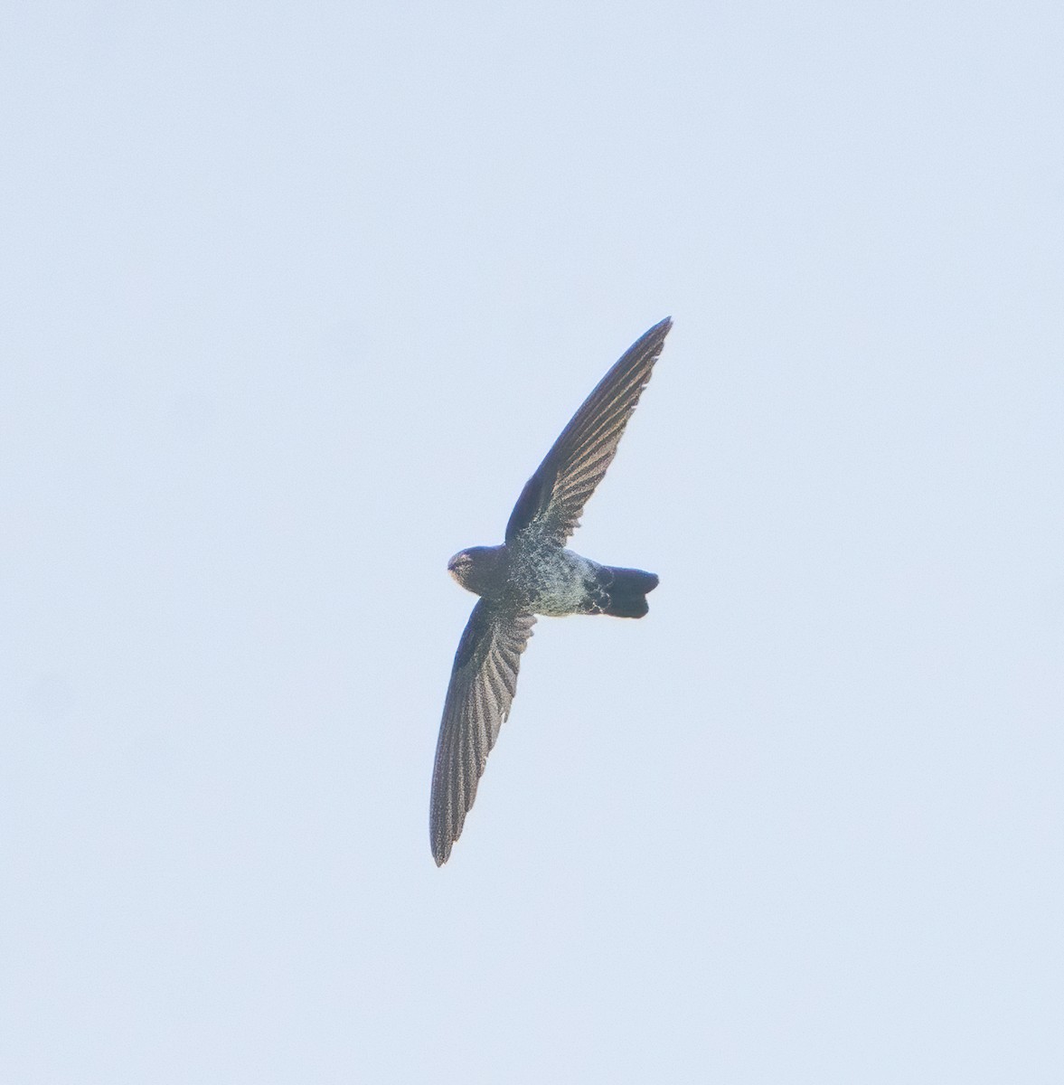 Ridgetop Swiftlet - ML626904854