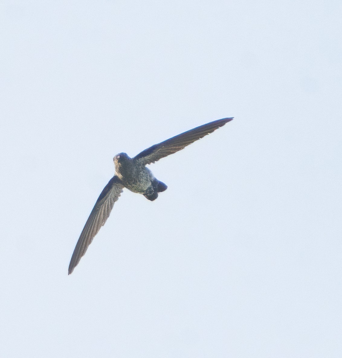 Ridgetop Swiftlet - ML626904855