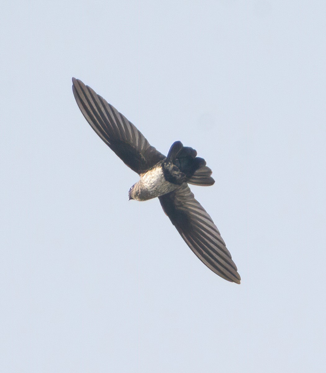 Ridgetop Swiftlet - ML626904857