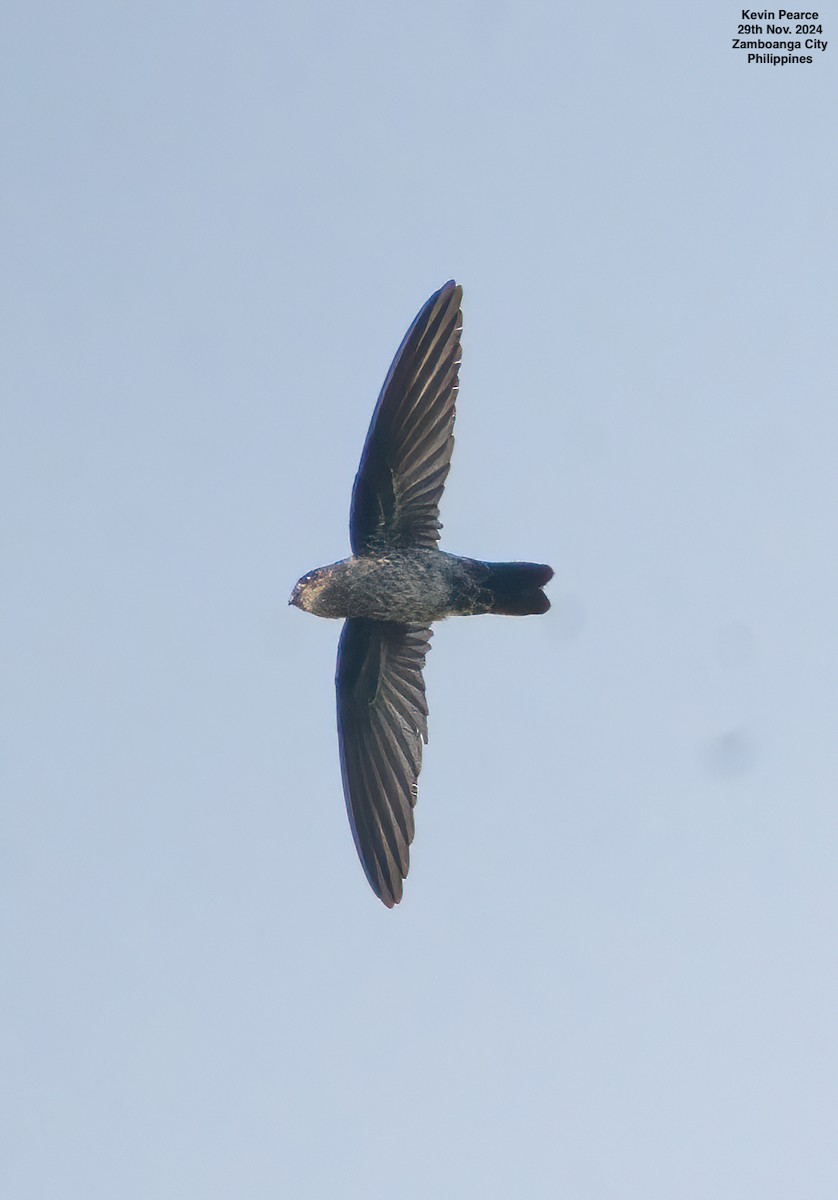 Ridgetop Swiftlet - ML626904858