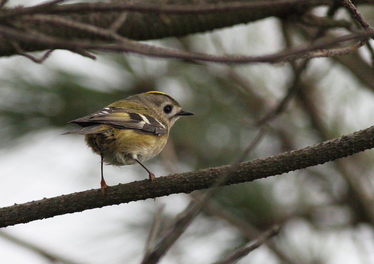 Шар мэлзэн задуулай - ML626904912