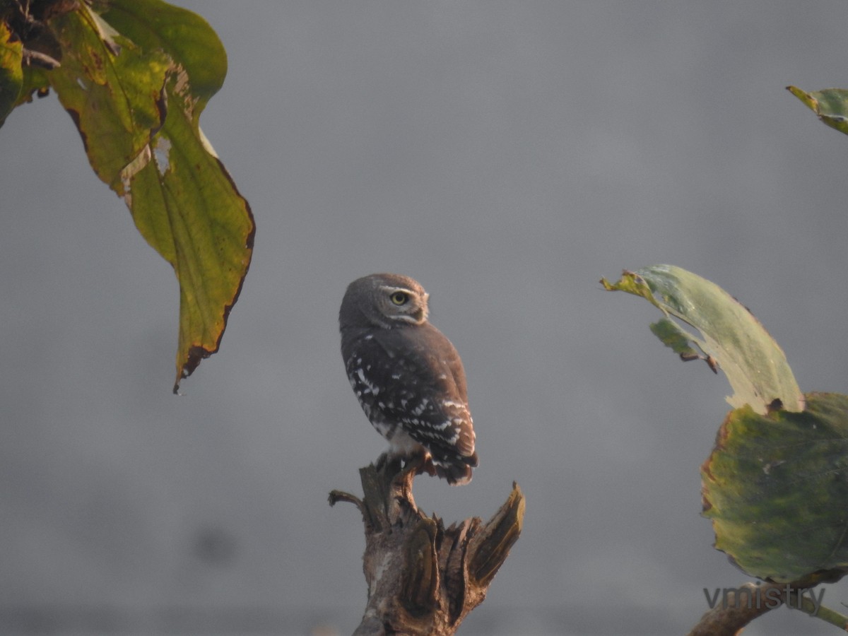 Forest Owlet - ML626904935