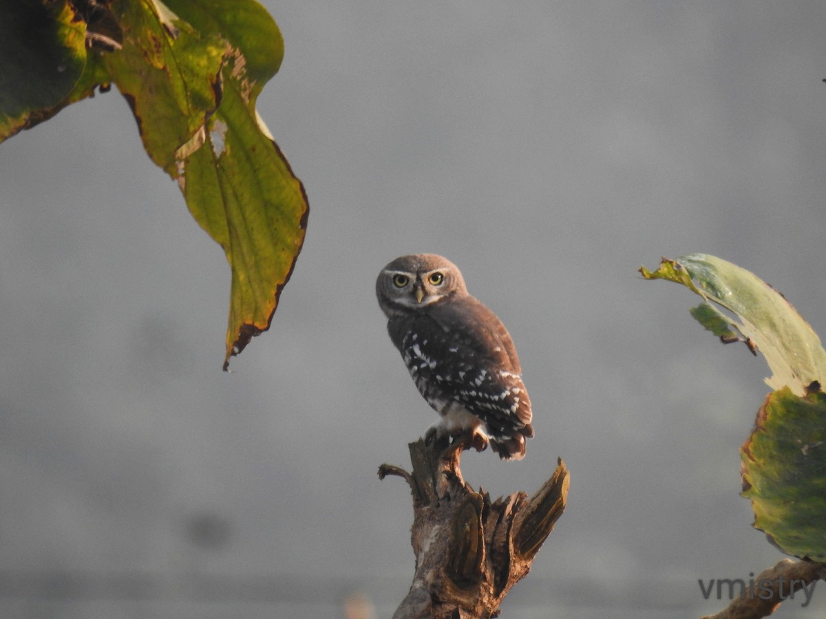 Forest Owlet - ML626904936
