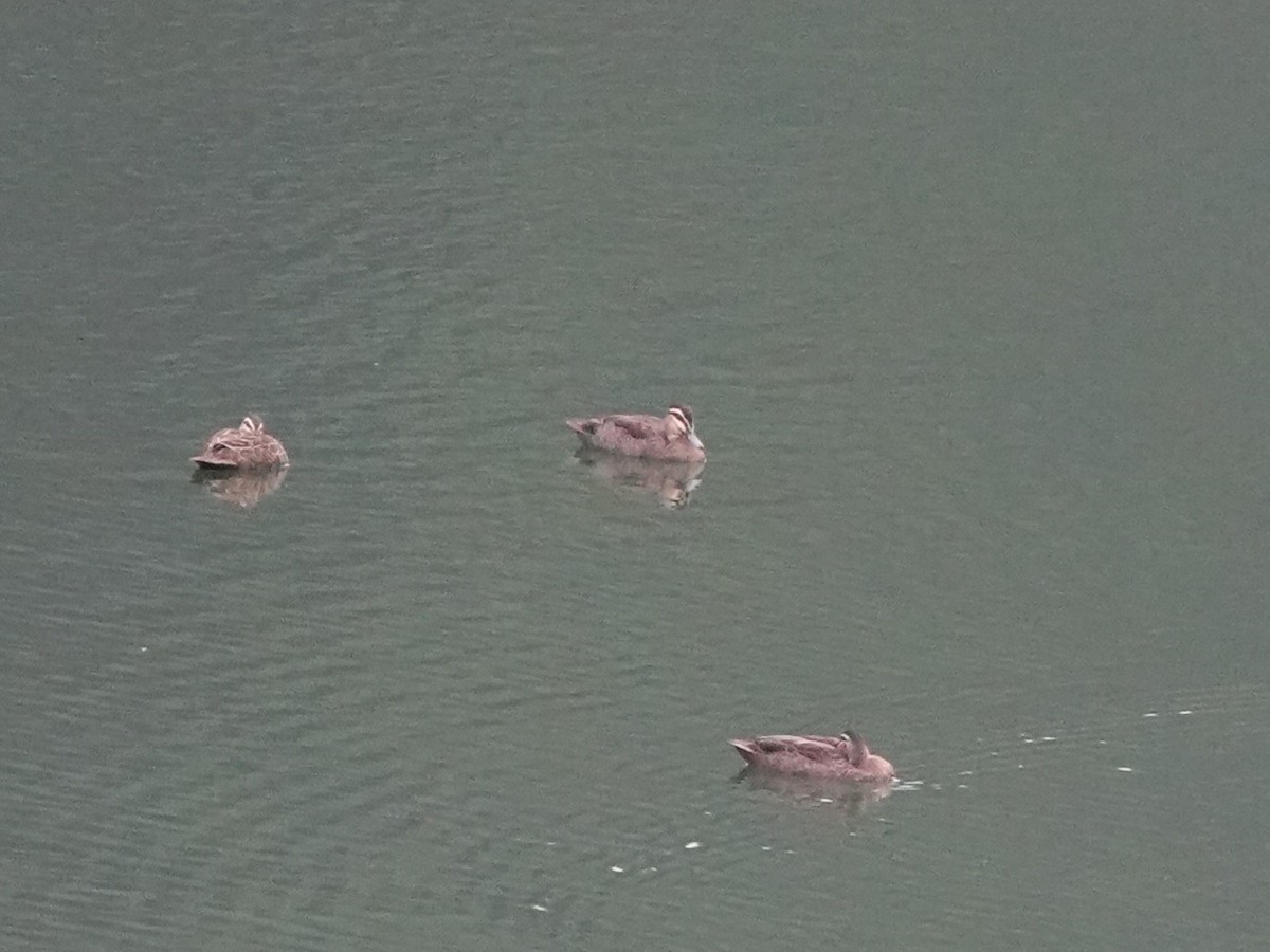 Pacific Black Duck - ML626904937