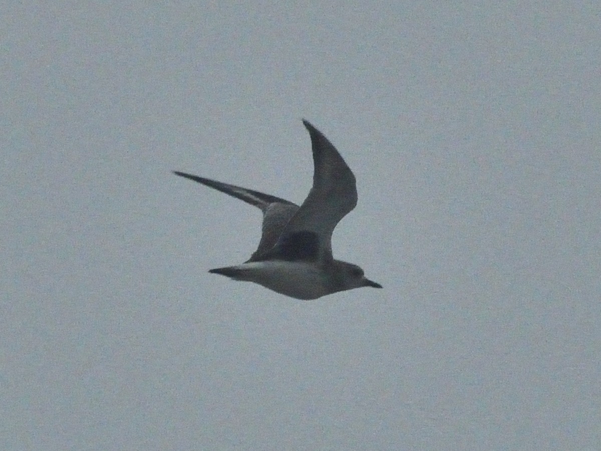 Black-bellied Plover - ML626904950