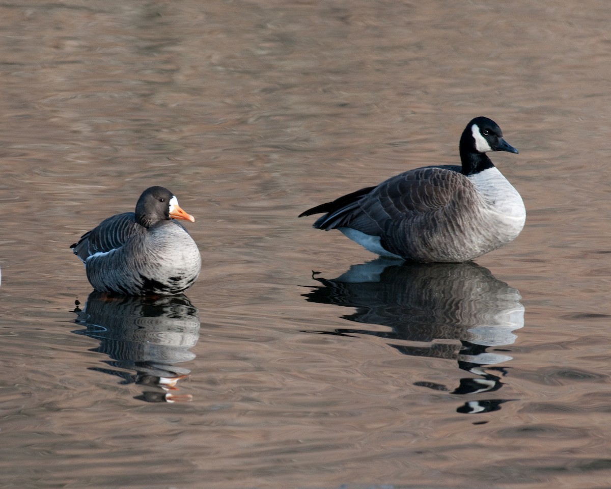 Greater White-fronted Goose - ML626904958
