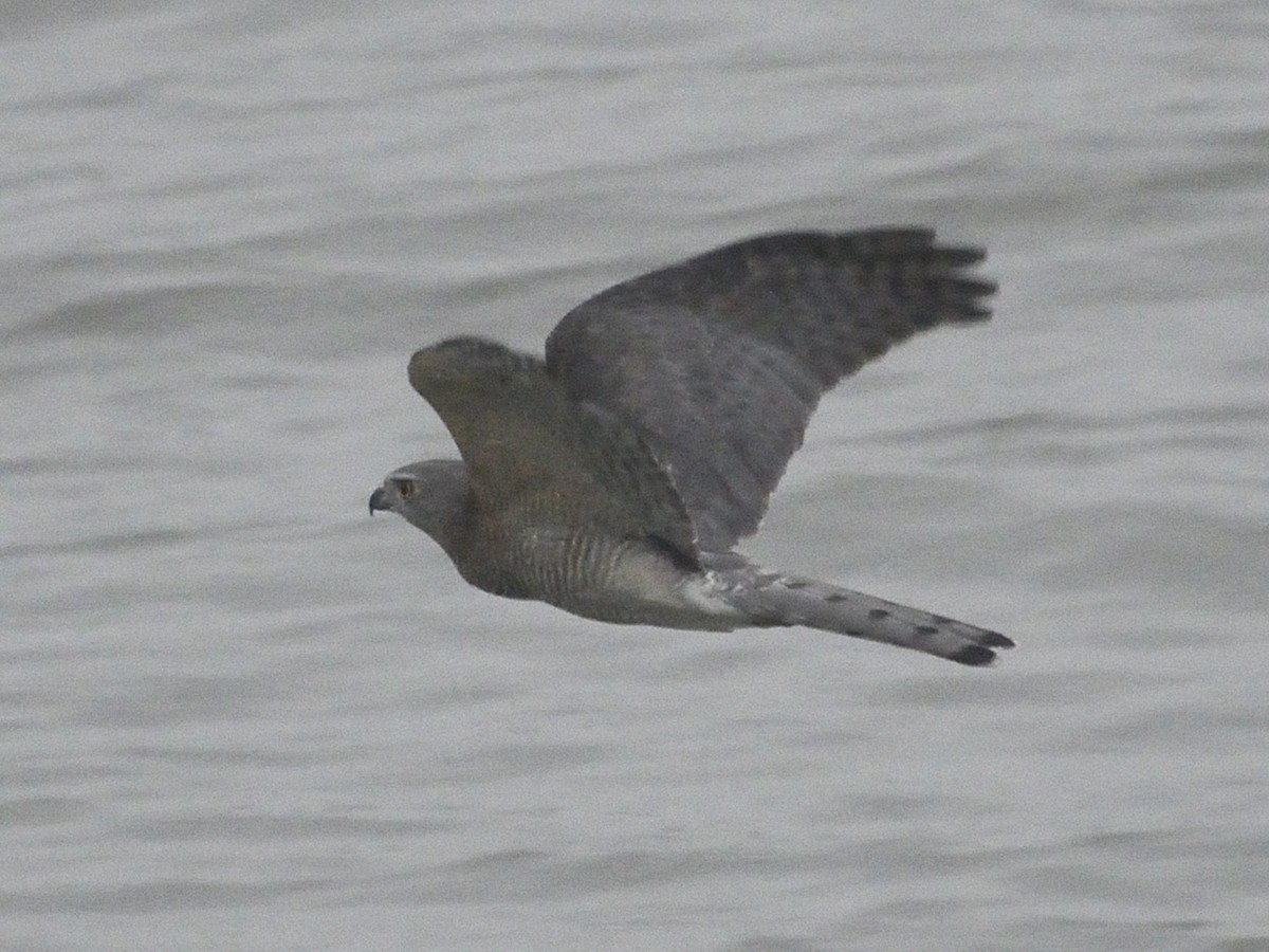 Shikra - ML626904960