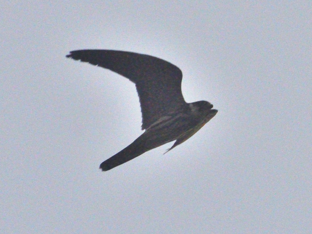 Amur Falcon - ML626904964
