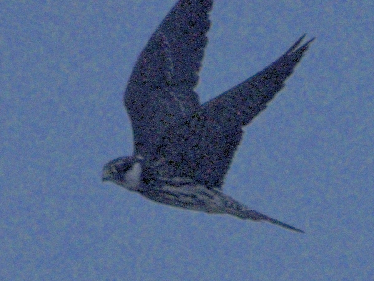 Amur Falcon - ML626904965