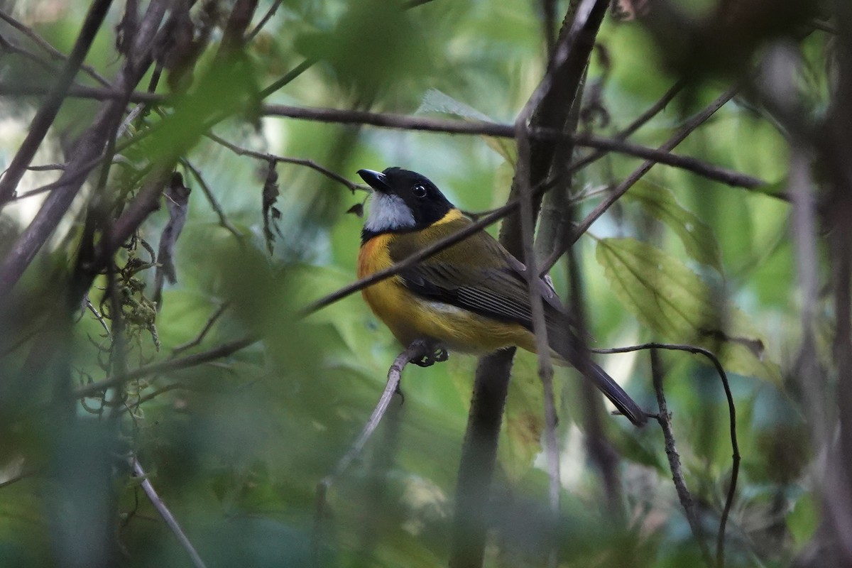 Tenggara Whistler - ML626904986