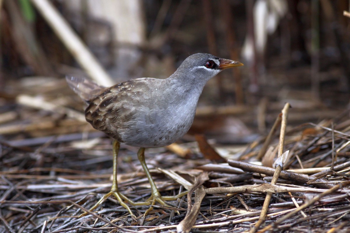White-browed Crake - ML626904998