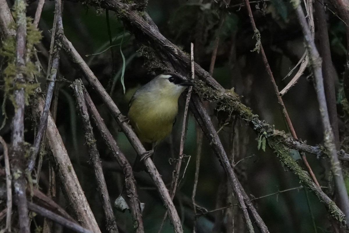 Dark-crowned Heleia - ML626905003