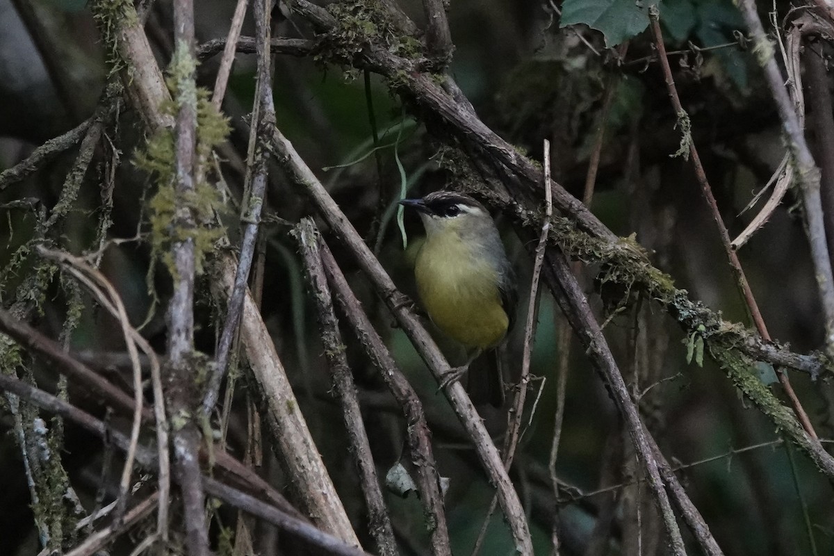 Dark-crowned Heleia - ML626905004