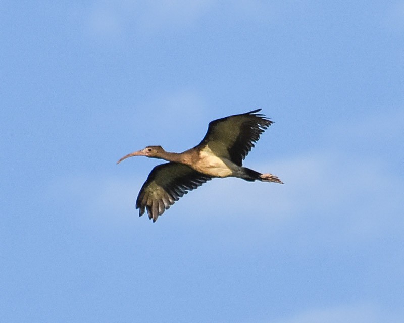 ibis bílý - ML62690501